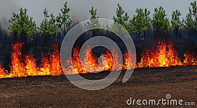 forest destroyed by fire that burned everything in high resolution. concept real global warming Stock Photo