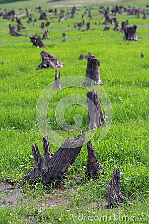 Forest devastated Stock Photo