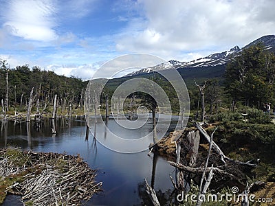 The forest devastated by beavers in Ushuaia, Argentina Stock Photo