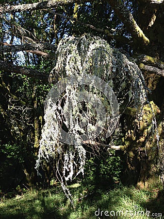 Forest, Dipsea Trail, Stinson Beach, San Francisco, CA Stock Photo