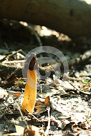 The forest dweller,the mushroom-what`s he look like to you? Stock Photo