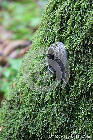 forest dweller slug Stock Photo