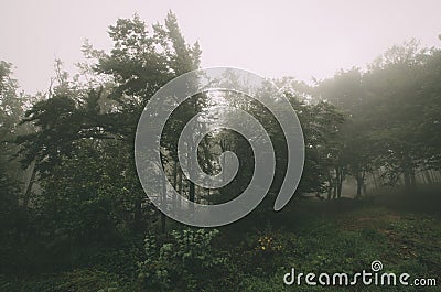Forest edge on foggy day Stock Photo