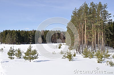 Forest edge in winter time Stock Photo