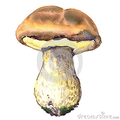 Forest, edible boletus edulis mushrooms, porcini mushroom, , watercolor illustration Cartoon Illustration