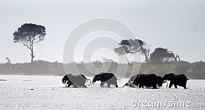 Forest elephants Stock Photo