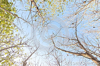 The forest is in the fall. Dry tree in autumn. Straight, outstretched forests Stock Photo