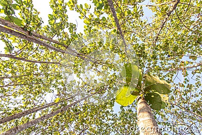 The forest is in the fall. Dry tree in autumn. Straight, outstretched forests Stock Photo