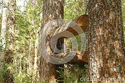 Forest feeder for animals and birds. Nature. The photo Stock Photo