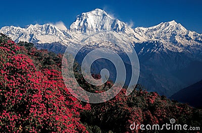 Mt. Dhaulagiri Range as seen from Ghorepani, Nepal Stock Photo