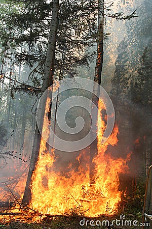 Forest fire Stock Photo