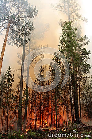 Forest fire Stock Photo