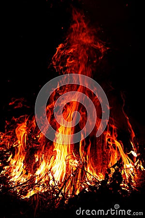 Forest fire Stock Photo