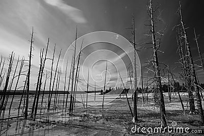 Forest Fire Stock Photo