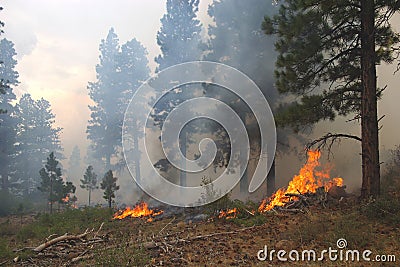 Forest Fire Stock Photo