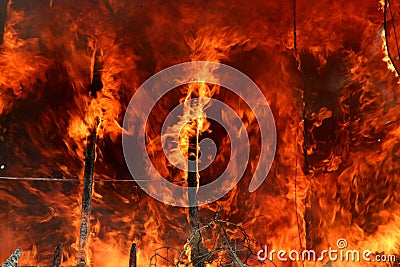 Forest Fire Stock Photo