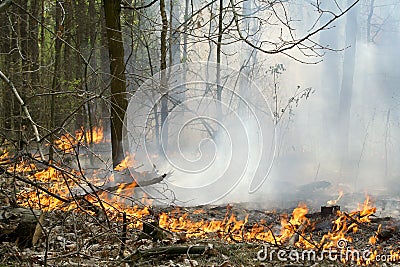 Forest fire Stock Photo