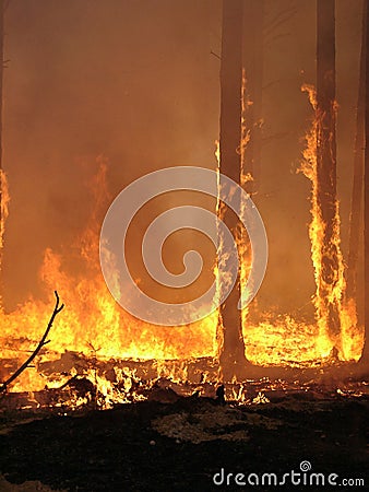 Forest fire Stock Photo