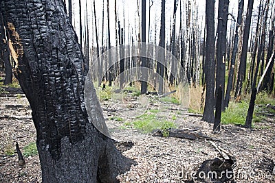 Forest Fire (AD) Stock Photo