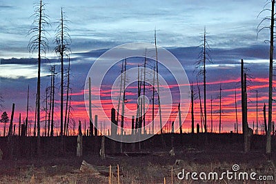 Forest Fire Aftermath Stock Photo