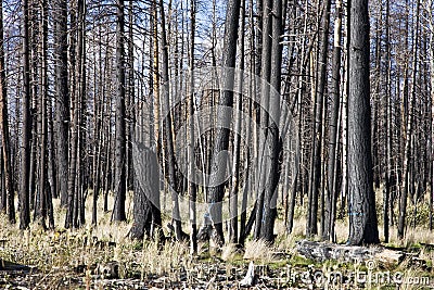 Forest Fire (AO) Stock Photo