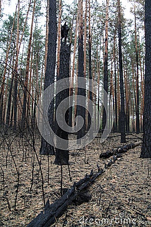 Forest after fire broken burnt pine and bushes Stock Photo