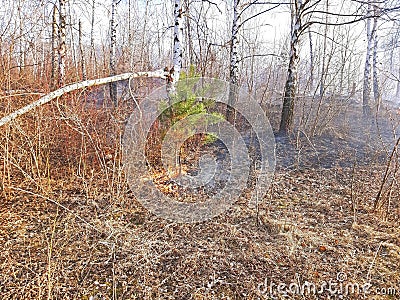 Forest fire, burn a small pine in the forest Stock Photo