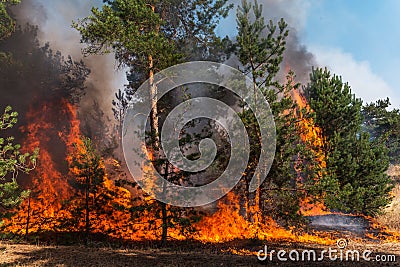 Forest fire. Burned trees after forest fires and lots of smoke. Stock Photo