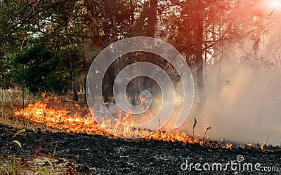 Forest fire. Burned trees after forest fires and lots of smoke Stock Photo