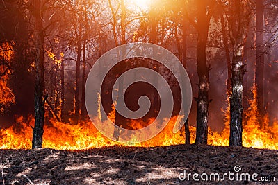 Forest fire. Burned trees after forest fires and lots of smoke. Stock Photo