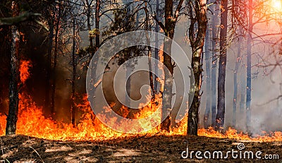 Forest fire. Burned trees after wildfire, pollution and a lot of smoke. Editorial Stock Photo