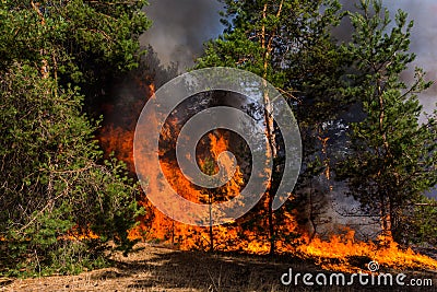 Forest fire. Burned trees after wildfire, pollution and a lot of smoke Stock Photo