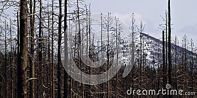 Forest fire damage in yellowstone Stock Photo