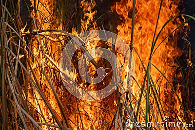 Forest fire disaster burning caused by human Stock Photo