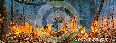 Forest fire disaster burning caused by human Stock Photo