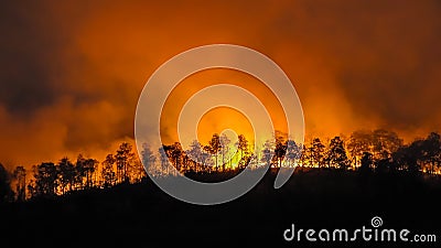 Forest fire disaster is burning in the forest caused by humans Stock Photo