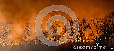 Forest fire disaster is burning caused by humans Stock Photo