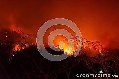 Forest fire disater problem.Fire burns trees in the mountain at night Stock Photo