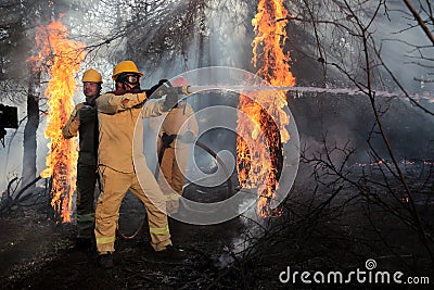 Forest fire extinguishing works. Editorial Stock Photo