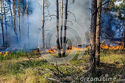 Forest fire. fallen tree is burned to the ground a lot of smoke when Wildfire Stock Photo