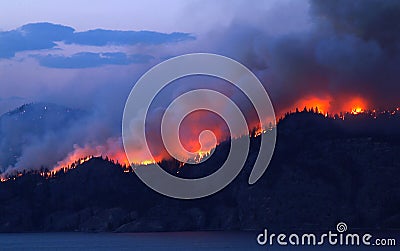 Forest Fire Stock Photo