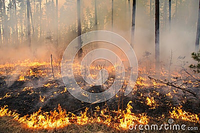 Forest fire in pine stand Stock Photo