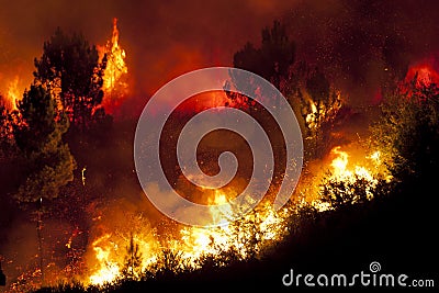 Forest Fire Stock Photo