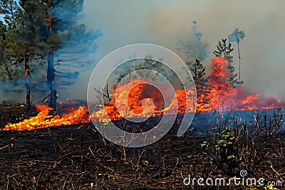 Forest fire. Forest fire in progress. Wildfire. Large flames of forest fire. Incendio forestal. Canada Stock Photo