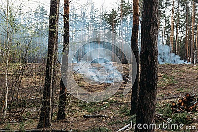 Forest fire, sawn trees burn and smoke after wood deforestation, destruction of coniferous trees Stock Photo