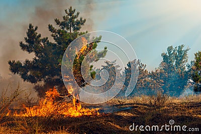 Forest Fire, Wildfire burning tree in red and orange color Stock Photo