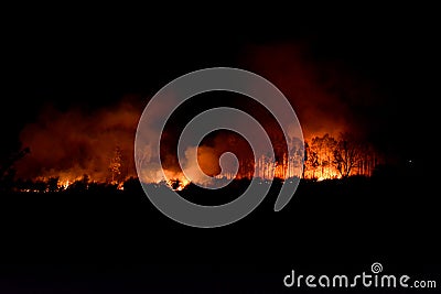 Forest Fire Stock Photo