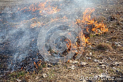 Forest fires Stock Photo