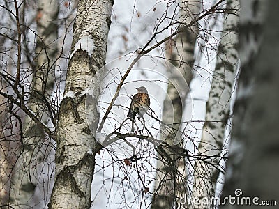 Winter forest!Birds pecking berries! Stock Photo