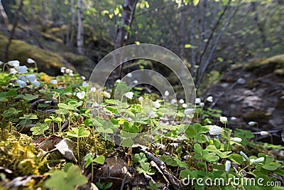 Forest floor with common wood sorrell Oxalis acetosella Stock Photo